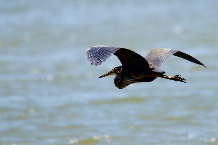 Ardea purpurea - Garza imperial