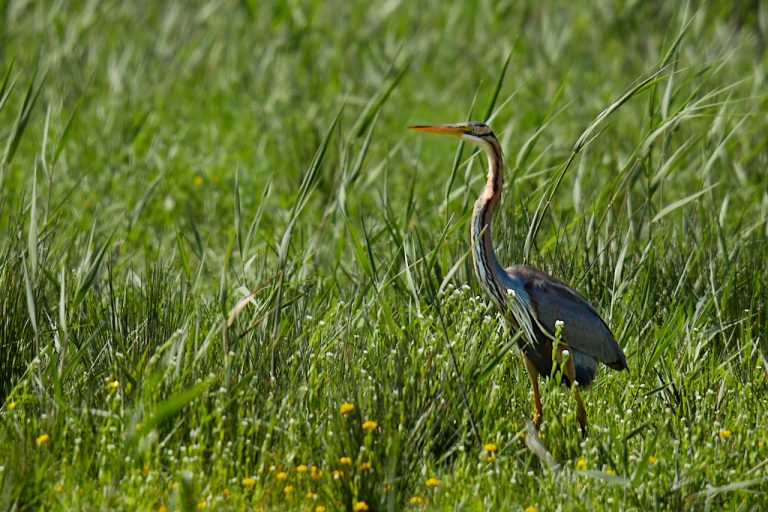 Ardea purpurea - Garza imperial