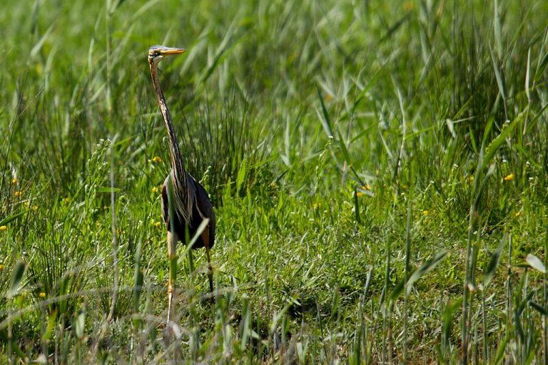 Ardea purpurea - Garza imperial