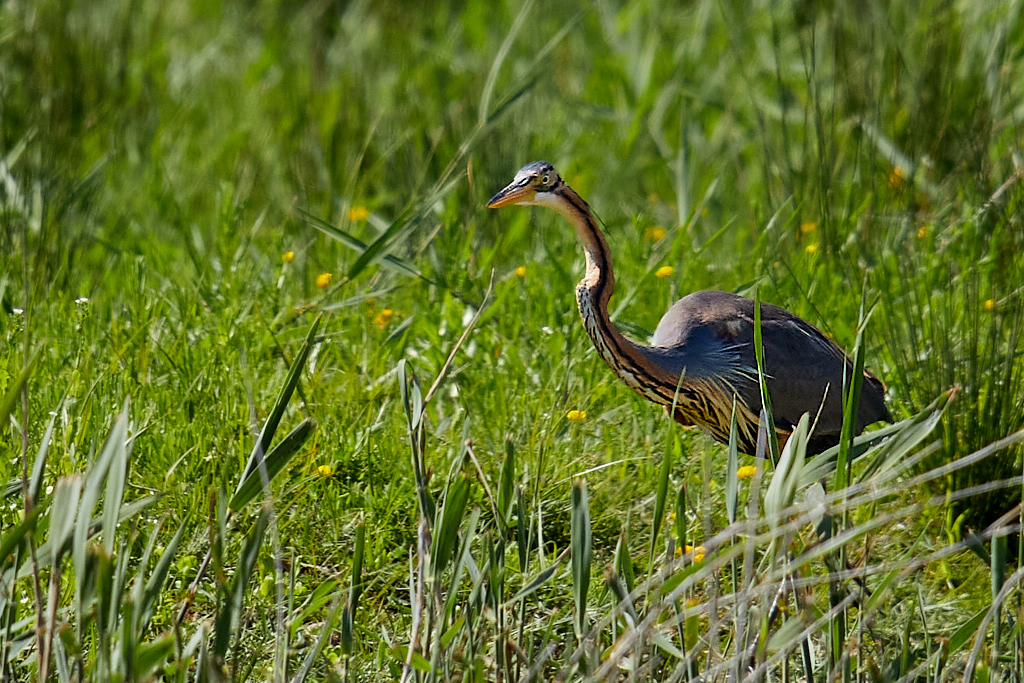 Ardea purpurea - Garza imperial