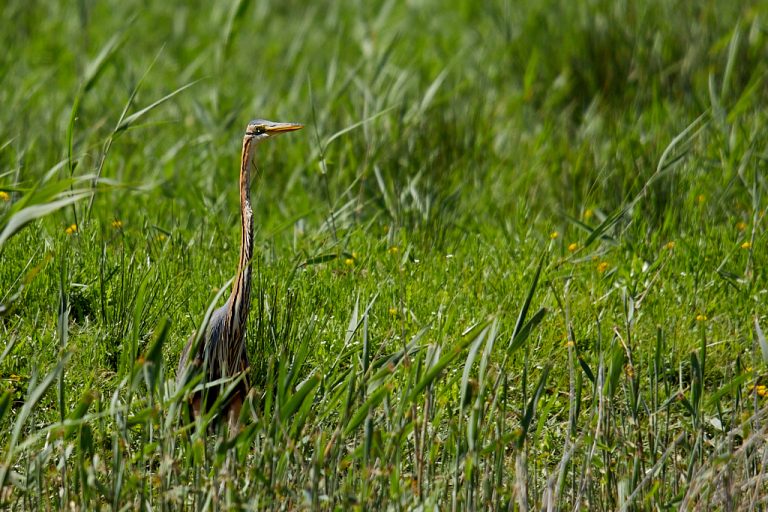 Ardea purpurea - Garza imperial