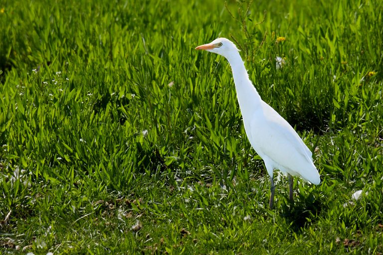 Bubulcus ibis - Garcilla bueyera