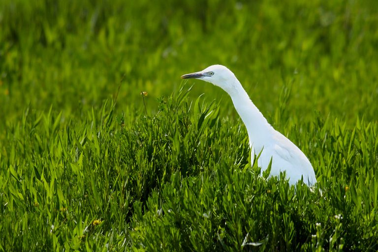 Bubulcus ibis - Garcilla bueyera