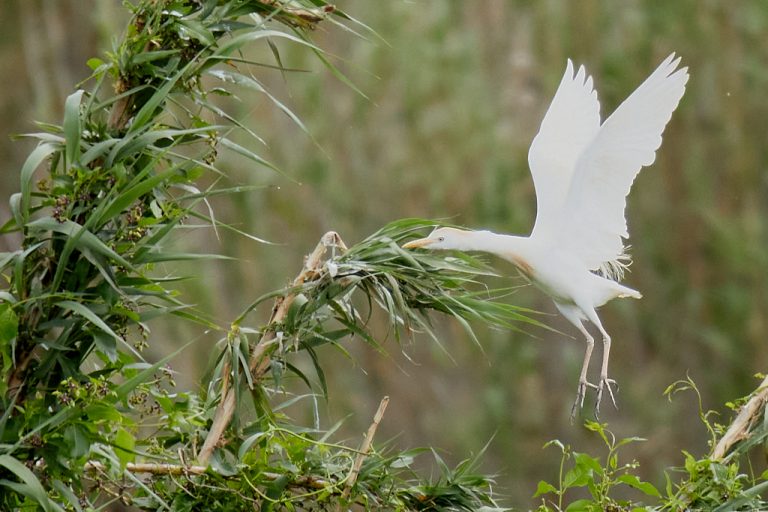 Bubulcus ibis - Garcilla bueyera