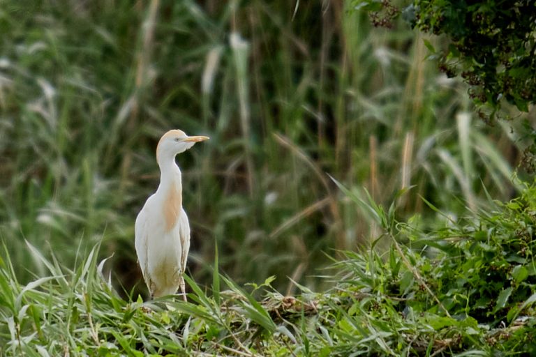 Bubulcus ibis - Garcilla bueyera