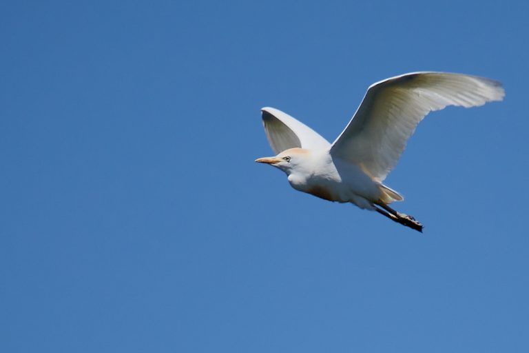 Bubulcus ibis - Garcilla bueyera