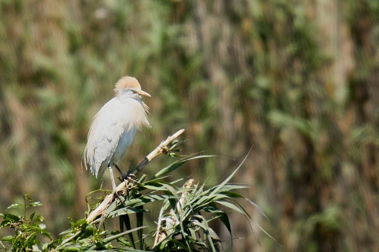 Bubulcus ibis - Garcilla bueyera