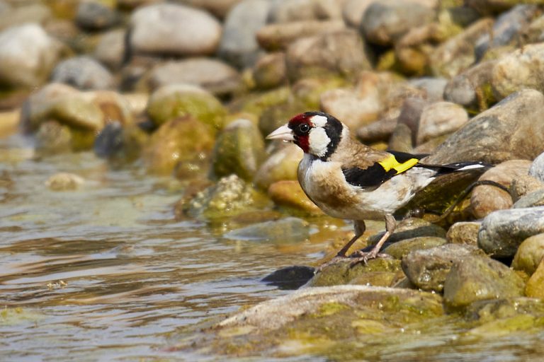 Carduelis carduelis - Jilguero