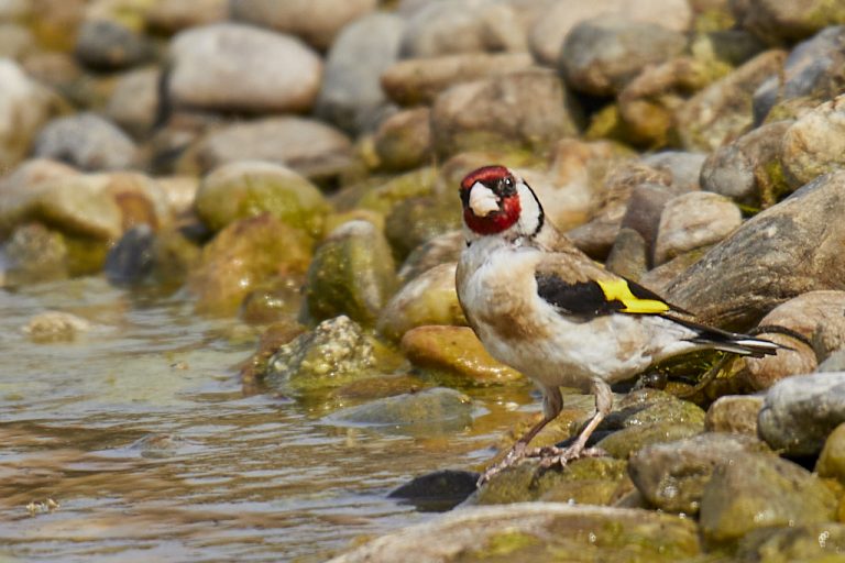 Carduelis carduelis - Jilguero