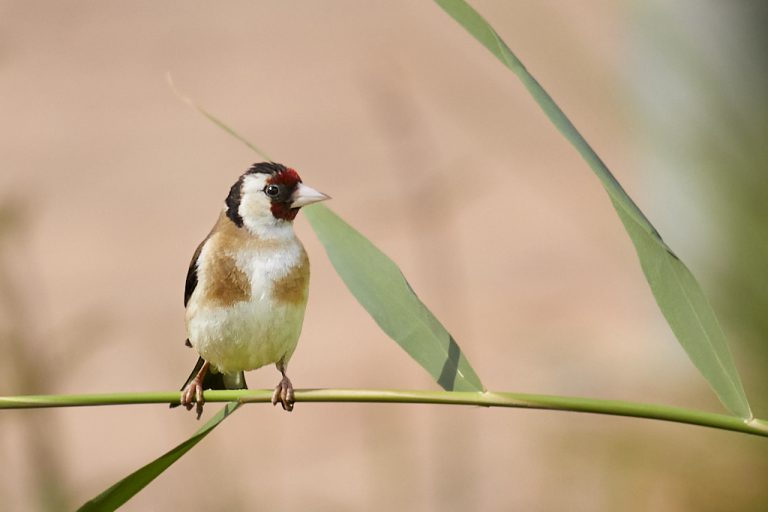 Carduelis carduelis - Jilguero