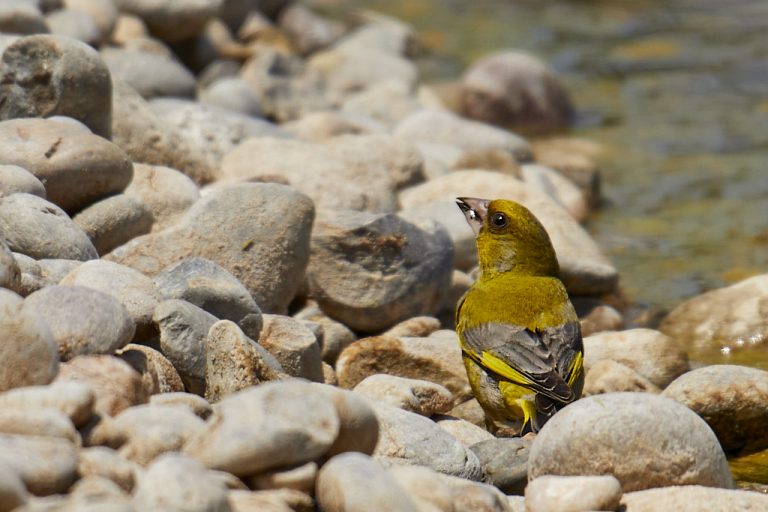 Chloris chloris - Verderón común