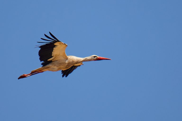 Ciconia ciconia - Cigüeña blanca