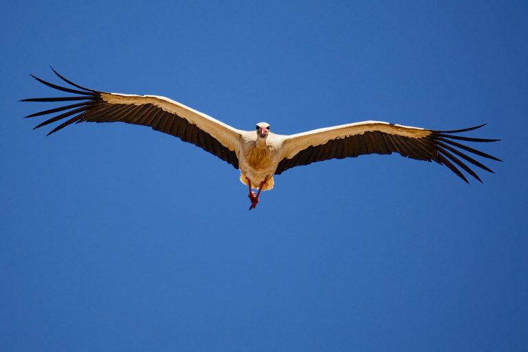 Ciconia ciconia - Cigüeña blanca