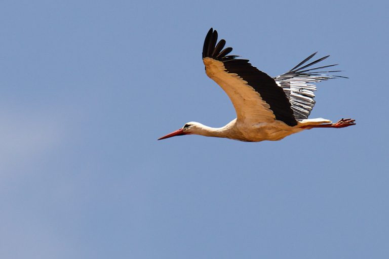 Ciconia ciconia - Cigüeña blanca