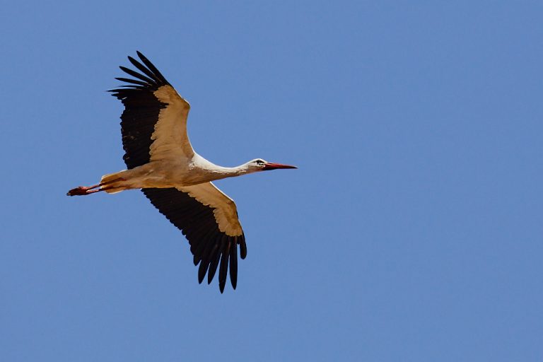 Ciconia ciconia - Cigüeña blanca