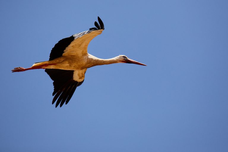 Ciconia ciconia - Cigüeña blanca