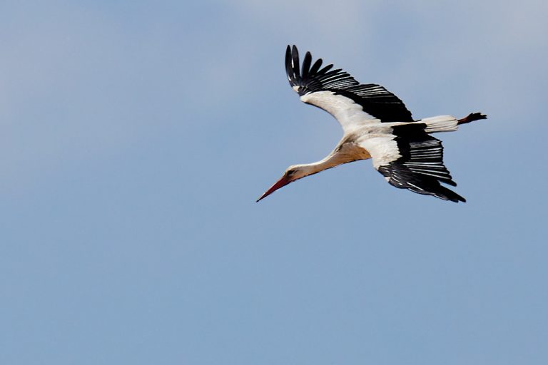 Ciconia ciconia - Cigüeña blanca