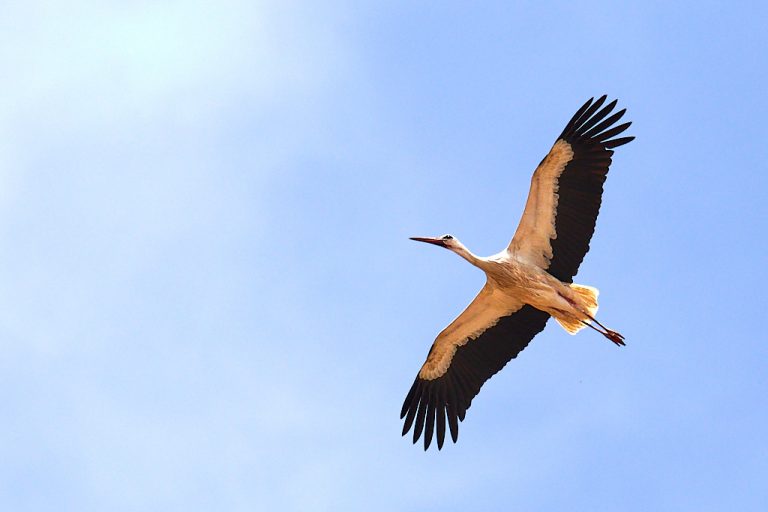 Ciconia ciconia - Cigüeña blanca