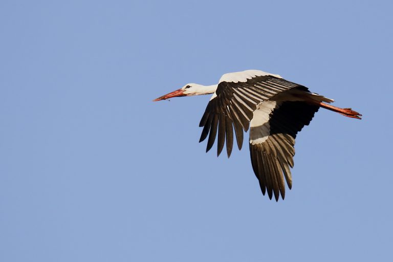 Ciconia ciconia - Cigüeña blanca