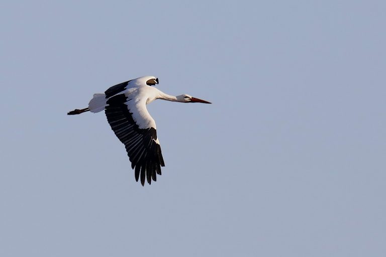 Ciconia ciconia - Cigüeña blanca