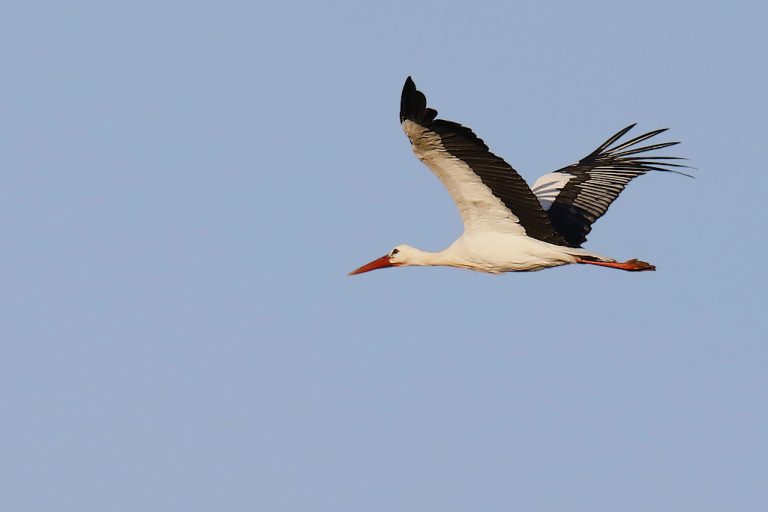 Ciconia ciconia - Cigüeña blanca