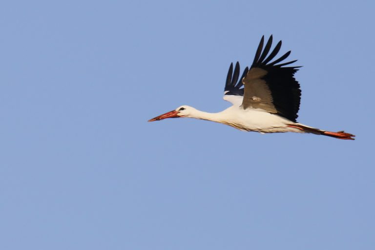 Ciconia ciconia - Cigüeña blanca