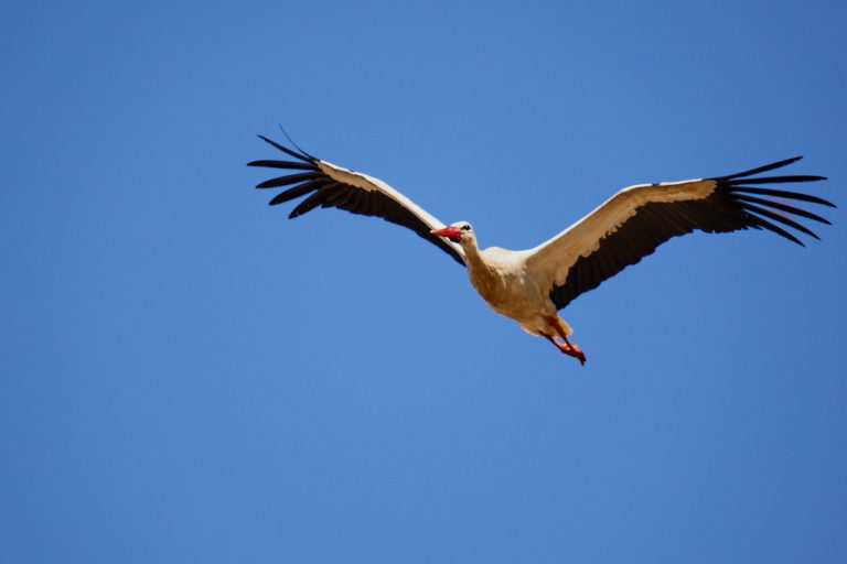 Ciconia ciconia - Cigüeña blanca