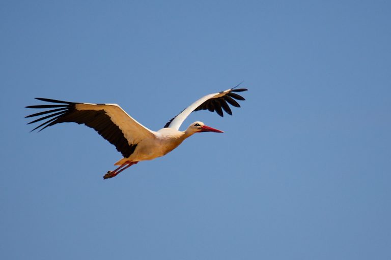 Ciconia ciconia - Cigüeña blanca