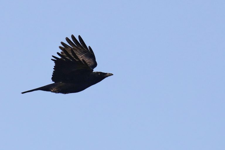 Corvus corone - Corneja negra