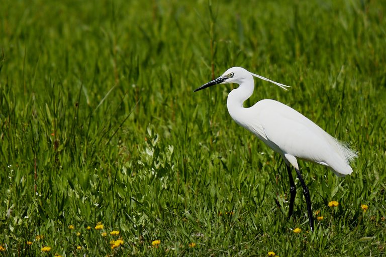 Egretta garzetta - Garceta común