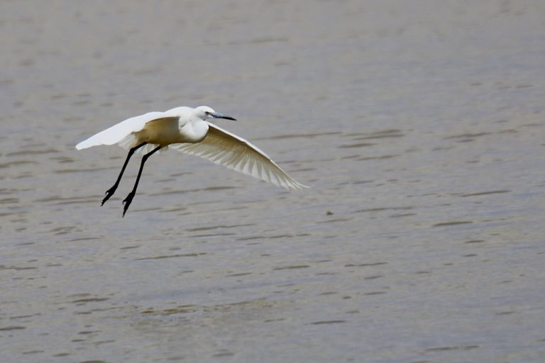 Egretta garzetta - Garceta común