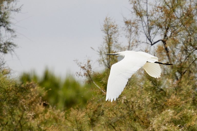 Egretta garzetta - Garceta común