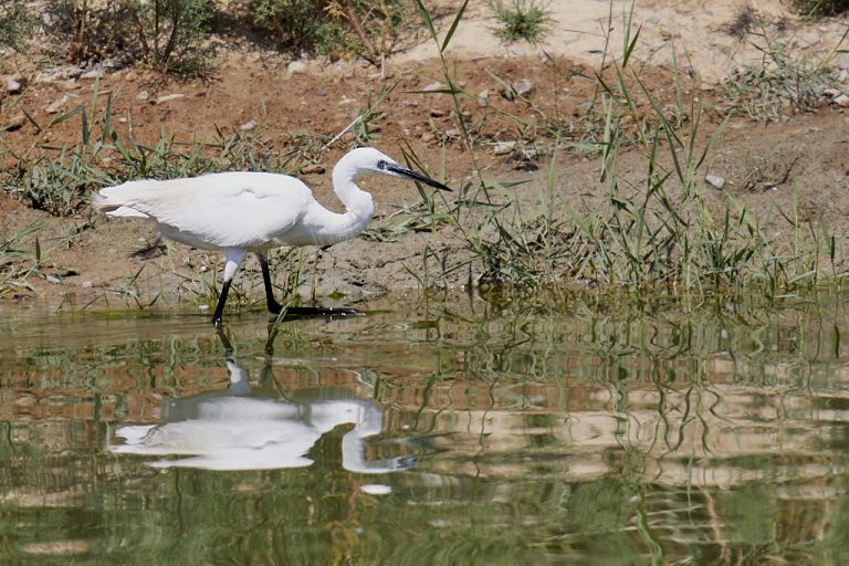 Egretta garzetta - Garceta común