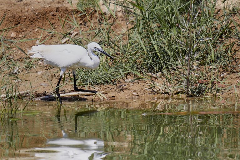 Egretta garzetta - Garceta común