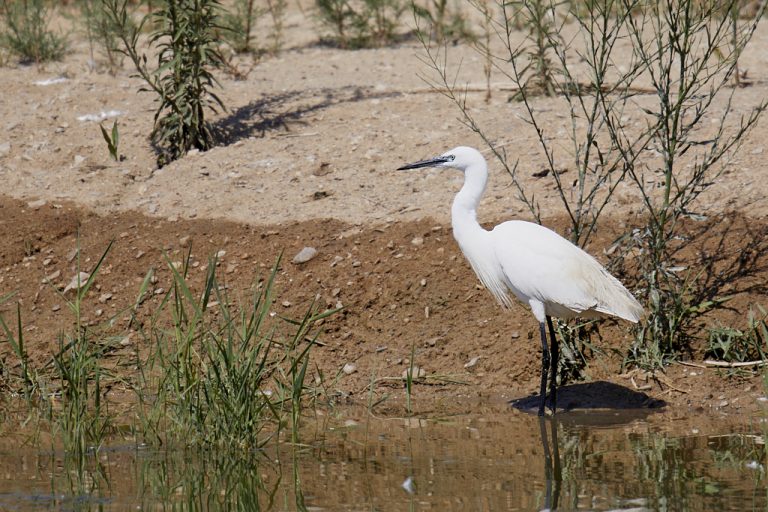 Egretta garzetta - Garceta común