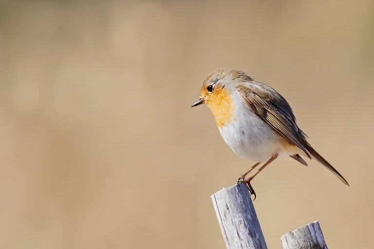 Erithacus rubecula - Petirrojo europeo