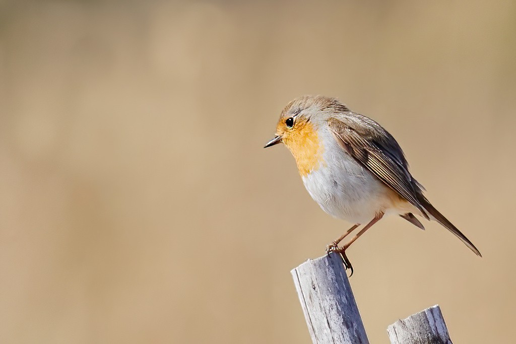 Erithacus rubecula - Petirrojo europeo