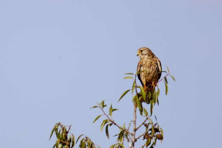 Falconiformes