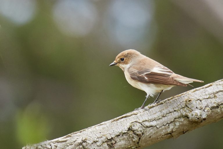 Ficedula hypoleuca - Papamoscas cerrojillo