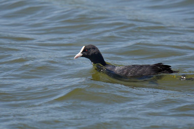 Fulica atra - Focha común