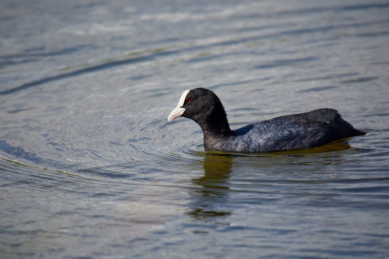 Fulica atra - Focha común