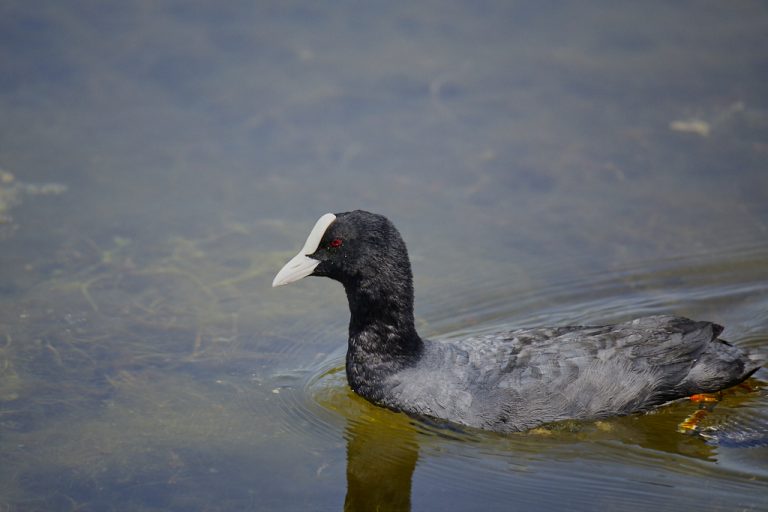 Fulica atra - Focha común