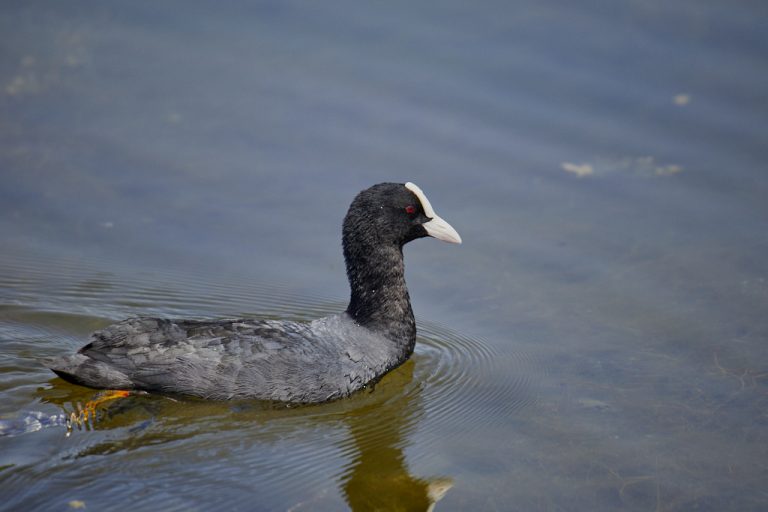 Fulica atra - Focha común