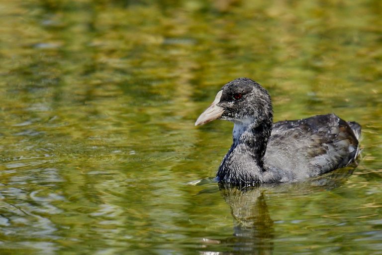 Fulica atra - Focha común