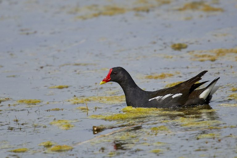 Gallinula chloropus - Gallineta común