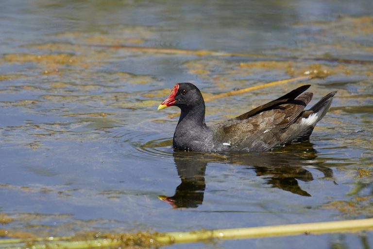 Gallinula chloropus - Gallineta común