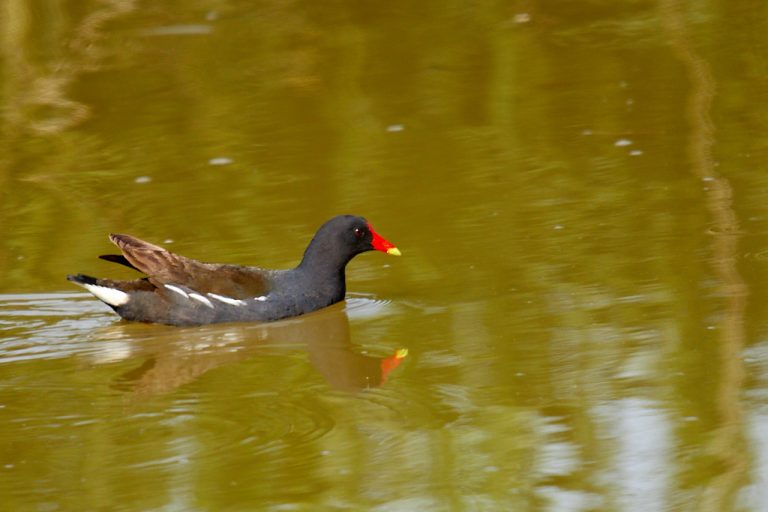 Gallinula chloropus - Gallineta común