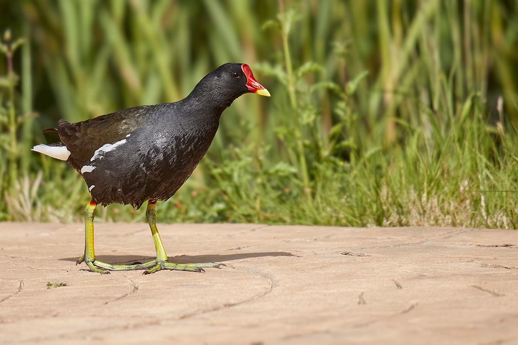 Gallinula chloropus - Gallineta común