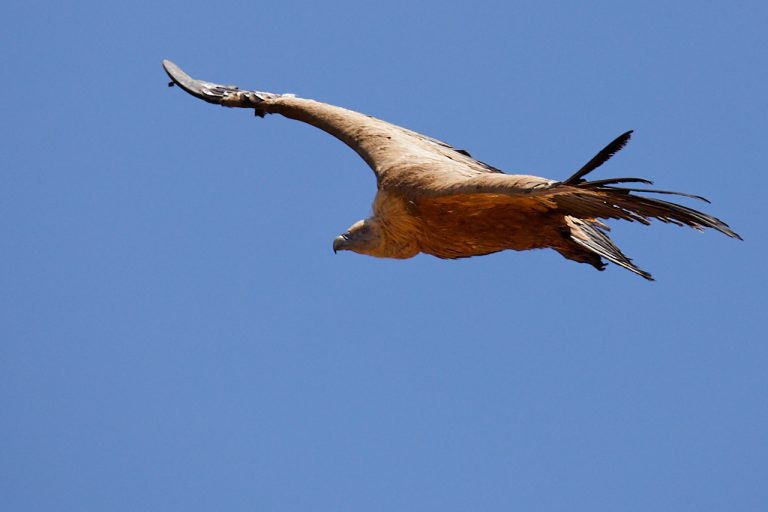 Gyps fulvus - Buitre leonado