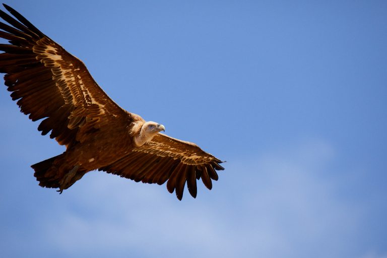 Gyps fulvus - Buitre leonado